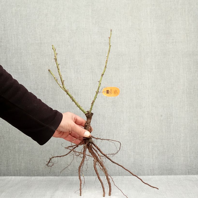 Exemplar von Rosa Louis de Funes - Edelrose Wurzelnackt wie im Winter geliefert