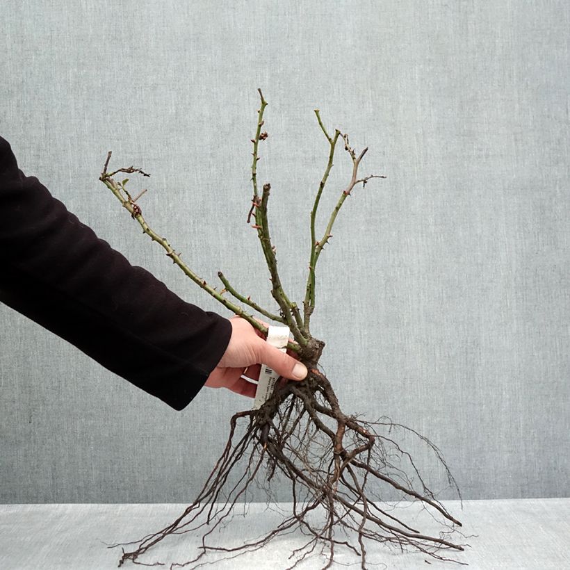 Example of Rosa Lyon Lumières - Edelrose Wurzelnackt as you get in hiver