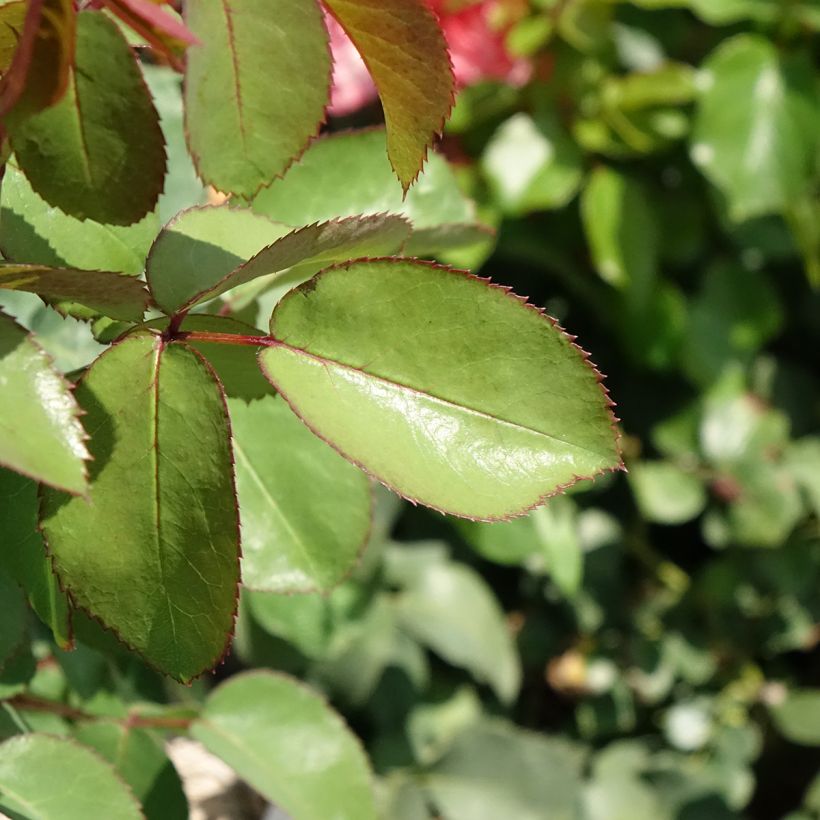 Rosa Mademoiselle Meilland - Edelrose (Laub)