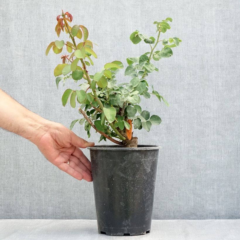 Exemplar von Rosa Mademoiselle Meilland - Edelrose Topf mit 4L/5L wie im Sommer geliefert