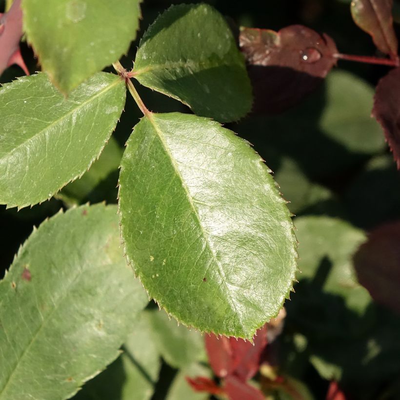 Rosier à grandes fleurs Marcel Pagnol (Laub)