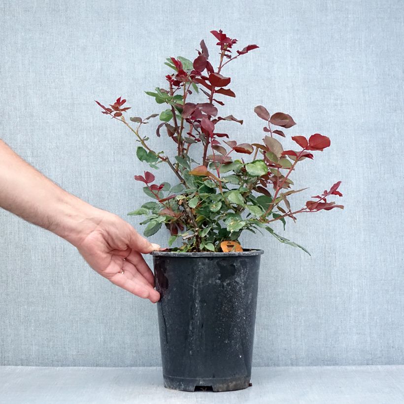 Exemplar von Rosier à grandes fleurs Marcel Pagnol Topf mit 4L/5L wie im Sommer geliefert