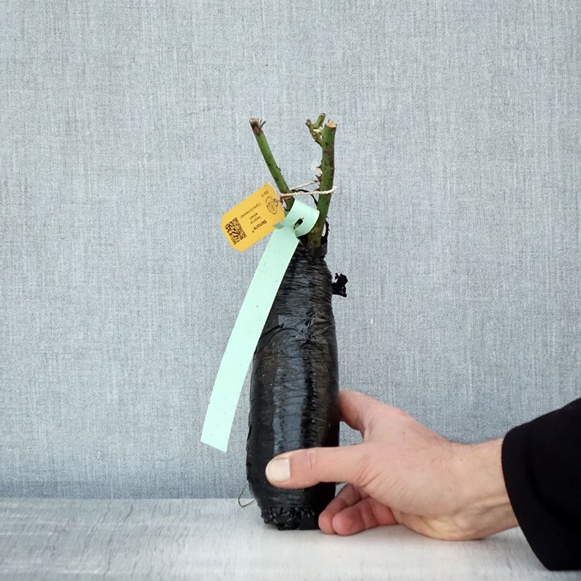 Exemplar von Rosa Memoire - Edelrose Wurzelnackt in Beutel wie im Winter geliefert