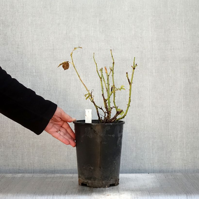 Exemplar von Rosier à grandes fleurs Memoire Pot de 4L/5L wie im Herbst geliefert