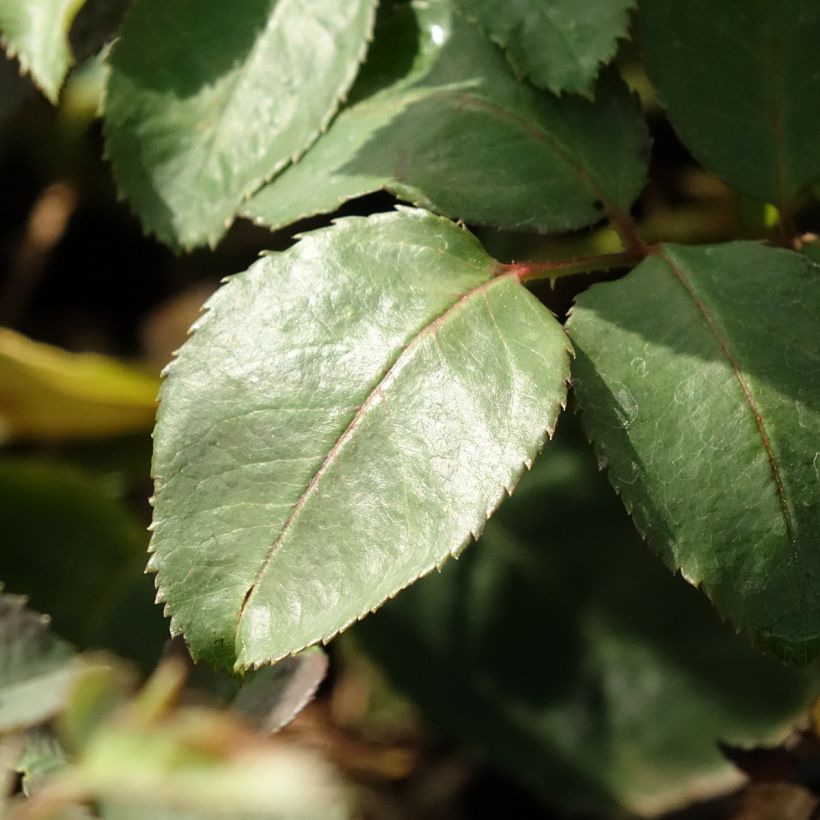 Rosa Memoire - Edelrose (Laub)