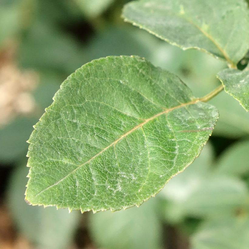 Rosa Metropolitan - Edelrose (Laub)