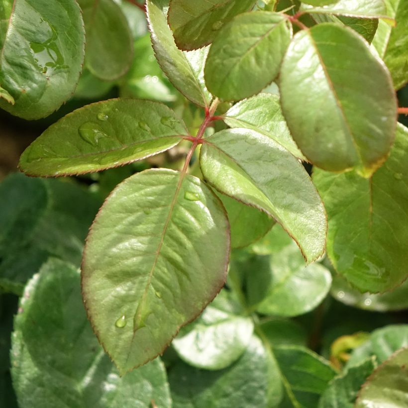 Rosa Michelangelo - Edelrose (Laub)