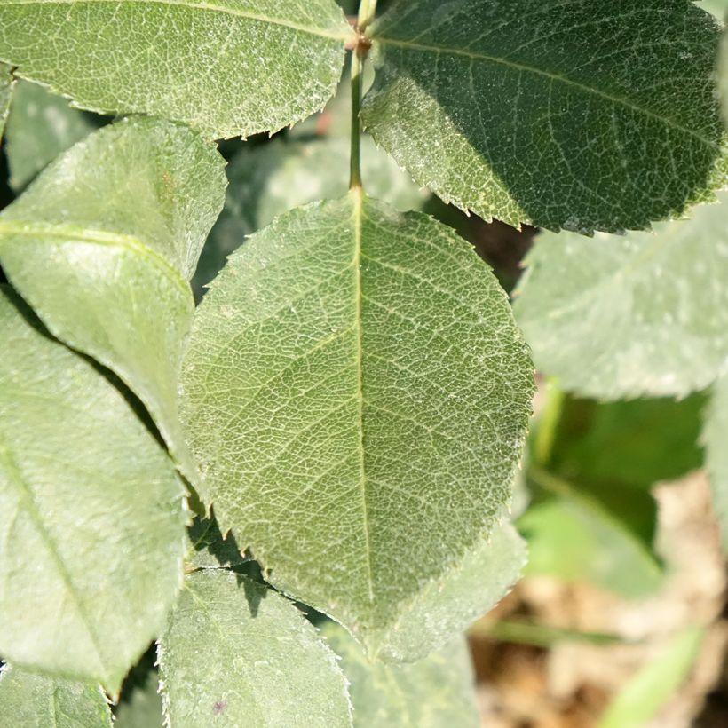 Rosa Mister Lincoln - Edelrose (Laub)