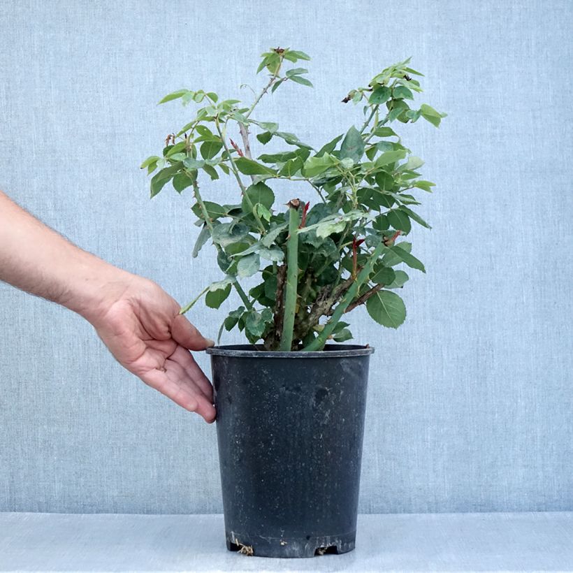 Exemplar von Rosa Mister Lincoln - Edelrose Topf mit 4L/5L wie im Sommer geliefert