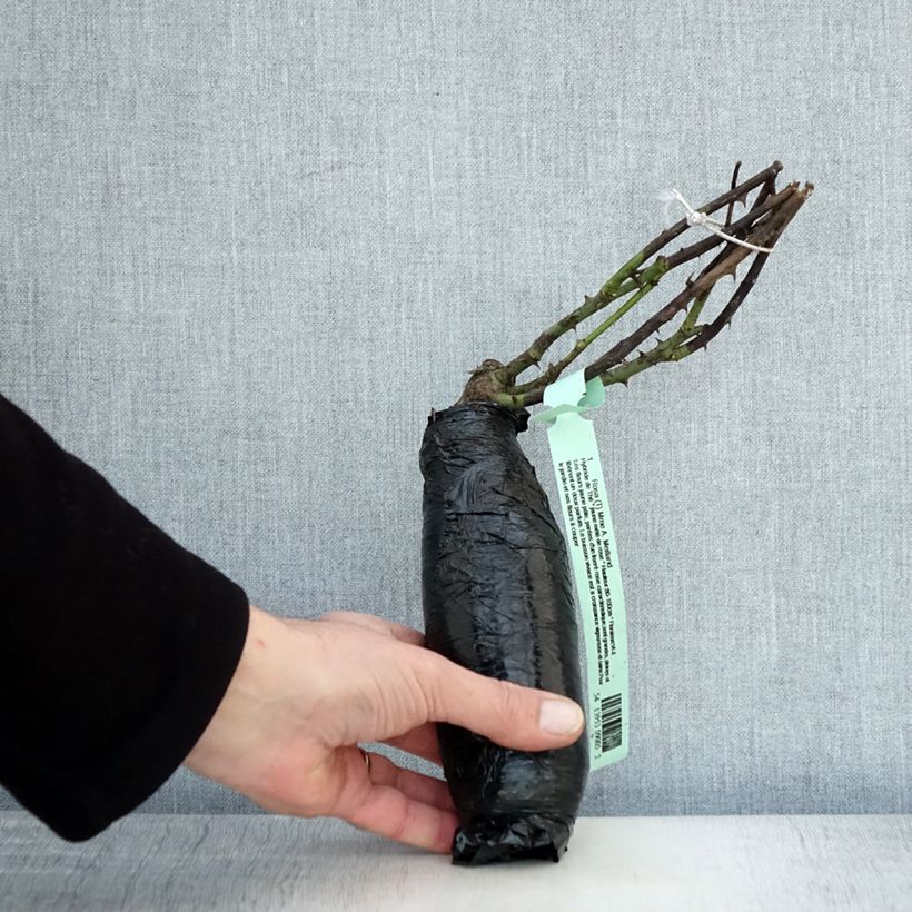 Exemplar von Rosa Mme A. Meilland - Edelrose Wurzelnackt in Beutel wie im Winter geliefert