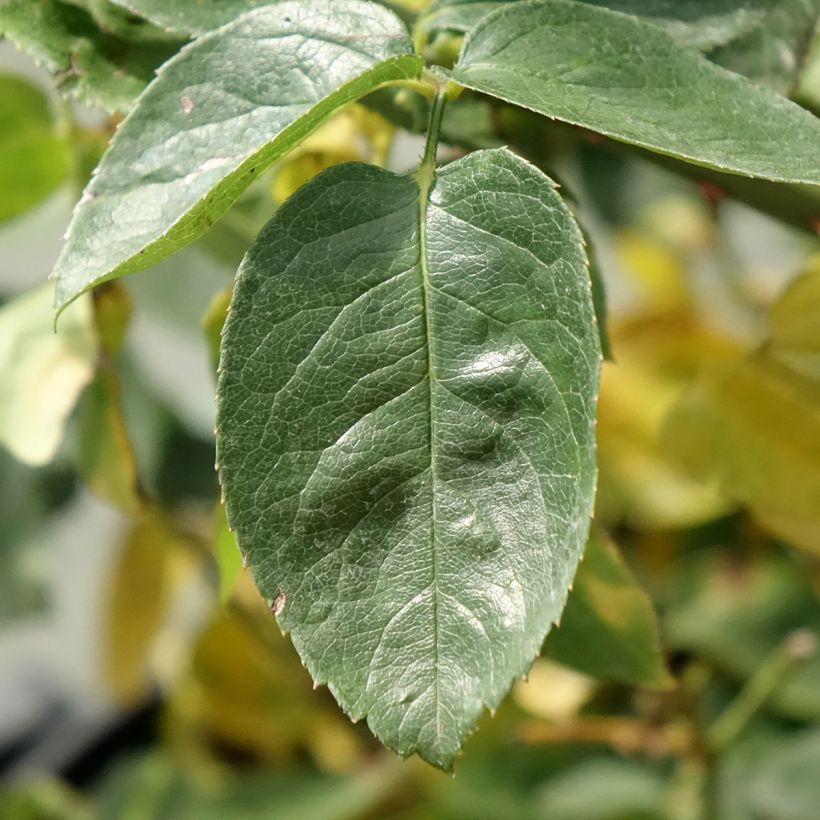 Rosa Mme A. Meilland - Edelrose (Laub)