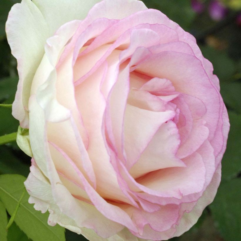 Rosa Moonstone - Edelrose (Flowering)
