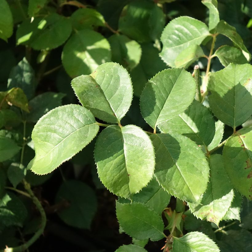 Rosa Niharika - Edelrose (Foliage)
