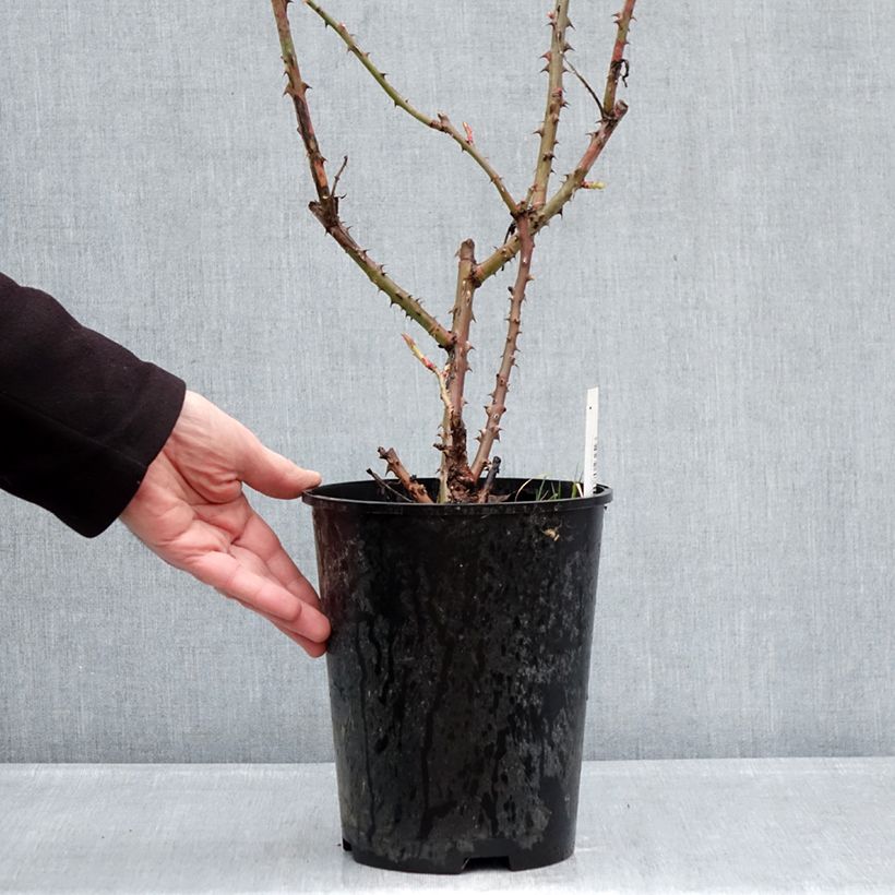 Example of Rosa Niharika - Edelrose Topf mit 4L/5L as you get in hiver