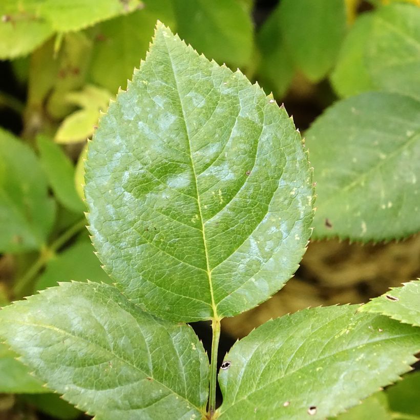 Rosa Noémie de Rothschild - Edelrose (Foliage)