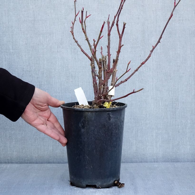 Example of Rosa Noémie de Rothschild - Edelrose Topf mit 4L/5L as you get in hiver