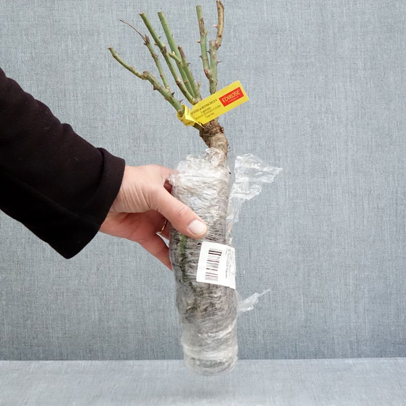 Example of Rosa Noémie de Rothschild - Edelrose Wurzelnackt as you get in hiver