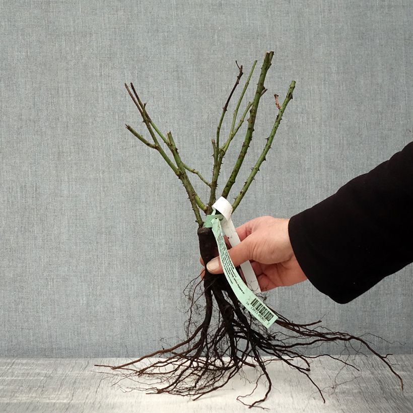 Example of Rosa Nuage Parfumé - Edelrose Wurzelnackt as you get in hiver