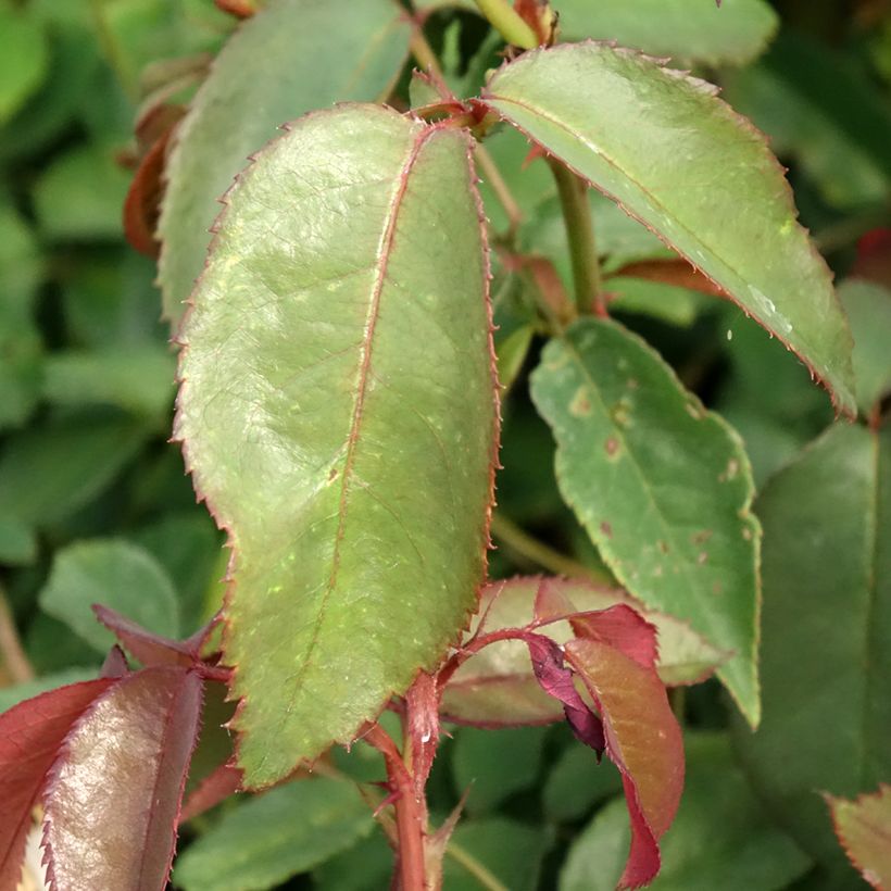 Rosa Nuage Parfumé - Edelrose (Foliage)