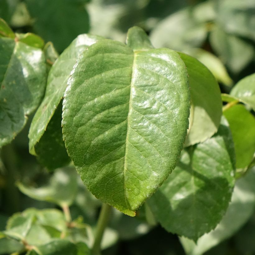 Rosa Oriental Peace - Edelrose (Laub)