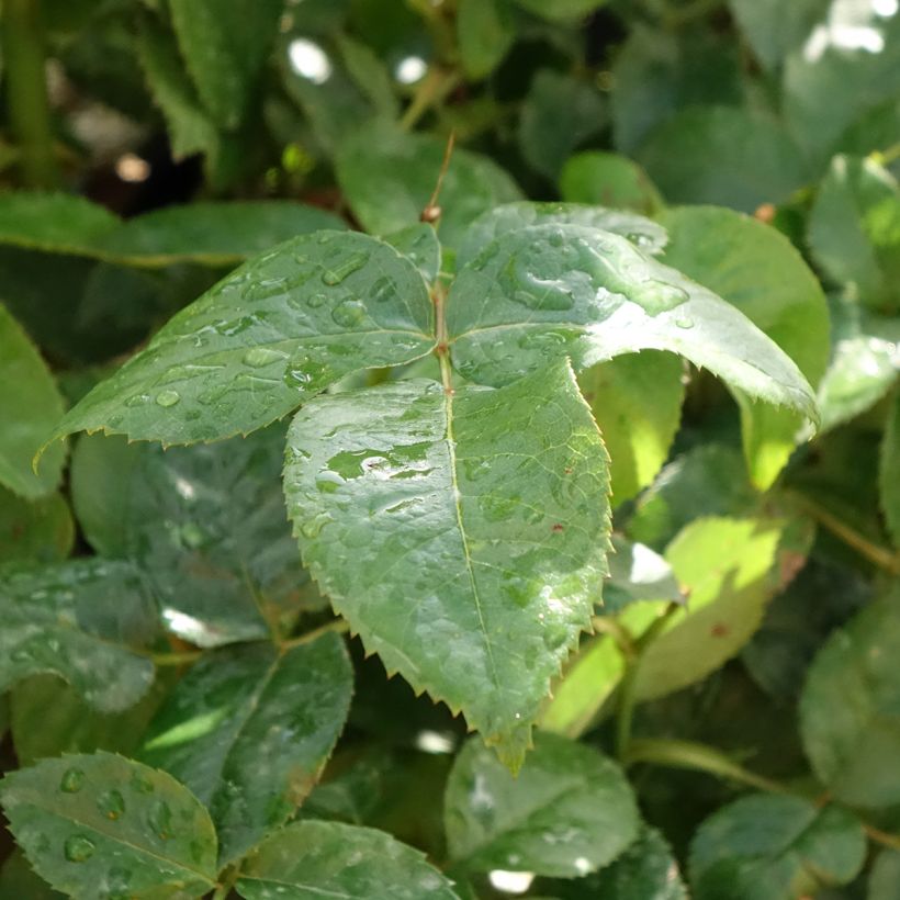 Rosa Pacific Sunset - Edelrose (Foliage)