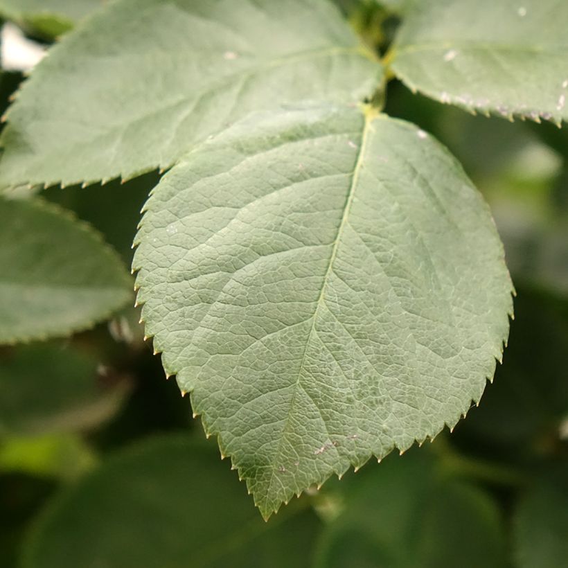 Rosa Paint it Black - Edelrose (Laub)