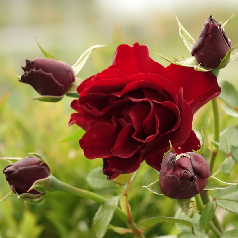 Rosa Paint it Black - Edelrose (Blüte)