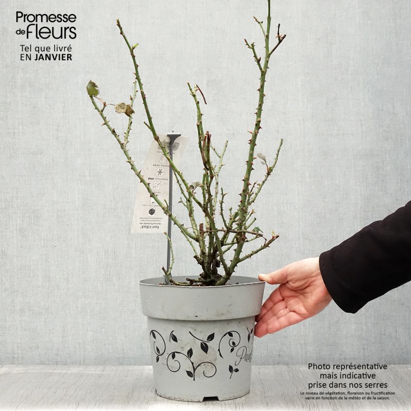 Exemplar von Rosier à grandes fleurs Paint it Black Pot de 6L/7L wie im Winter geliefert