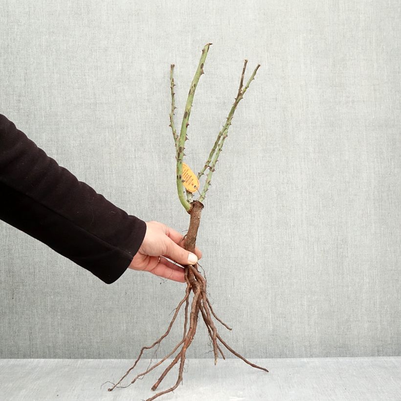 Example of Rosa Panthere Rose - Edelrose Wurzelnackt as you get in hiver