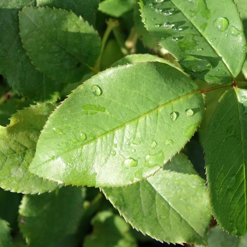 Rosa Parfum de Liberté - Edelrose (Foliage)
