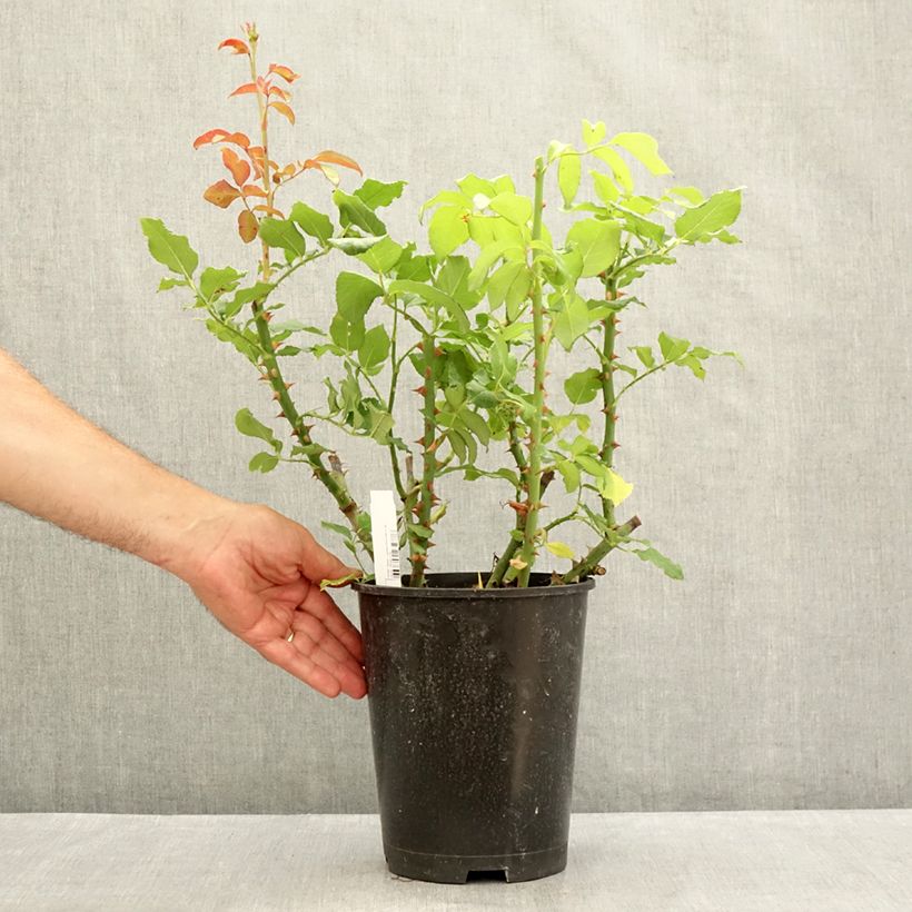 Example of Rosa Parfum de Liberté - Edelrose Topf mit 4L/5L as you get in ete