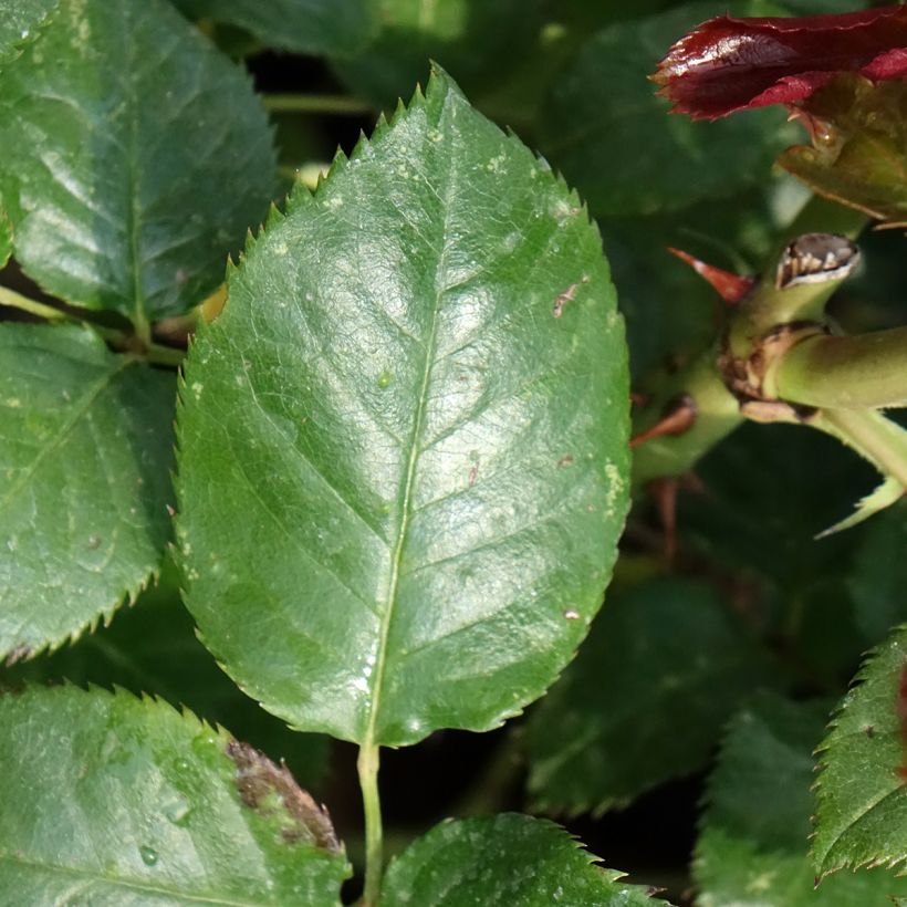 Rosa Parfum de Loire - Edelrose (Laub)