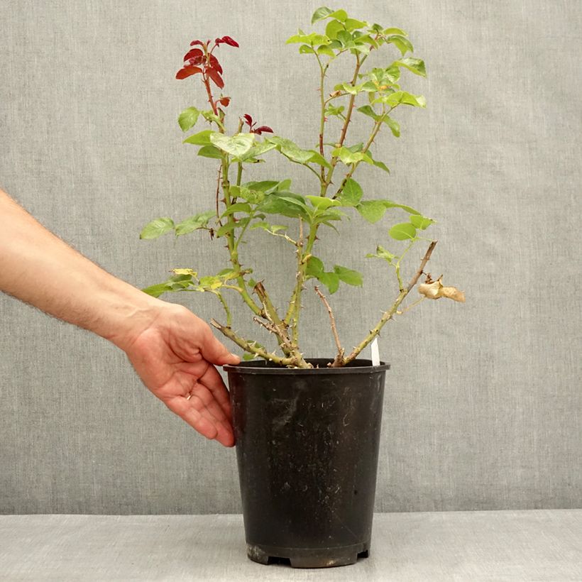 Exemplar von Rosa Parfum de Loire - Edelrose Topf mit 4L/5L wie im Sommer geliefert