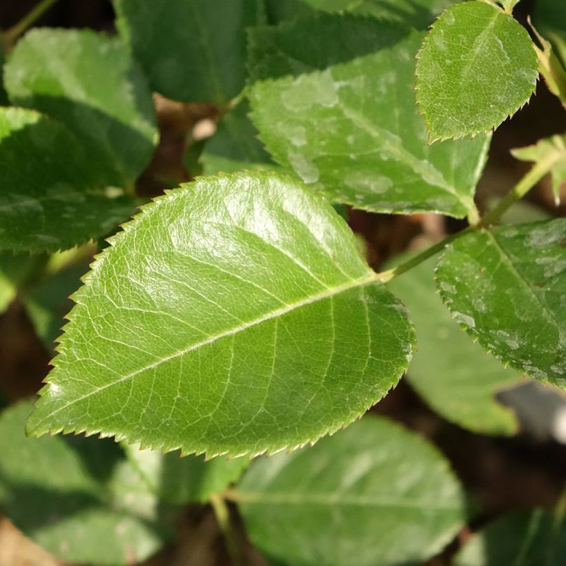 Rosa Perfume Factory - Edelrose (Foliage)