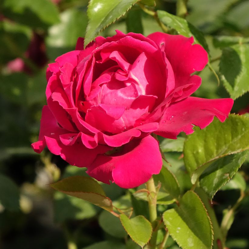 Rosa Perfume Factory - Edelrose (Flowering)