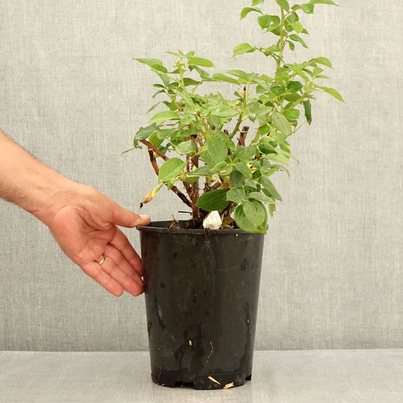 Example of Rosa Perfume Factory - Edelrose Topf mit 4L/5L as you get in ete