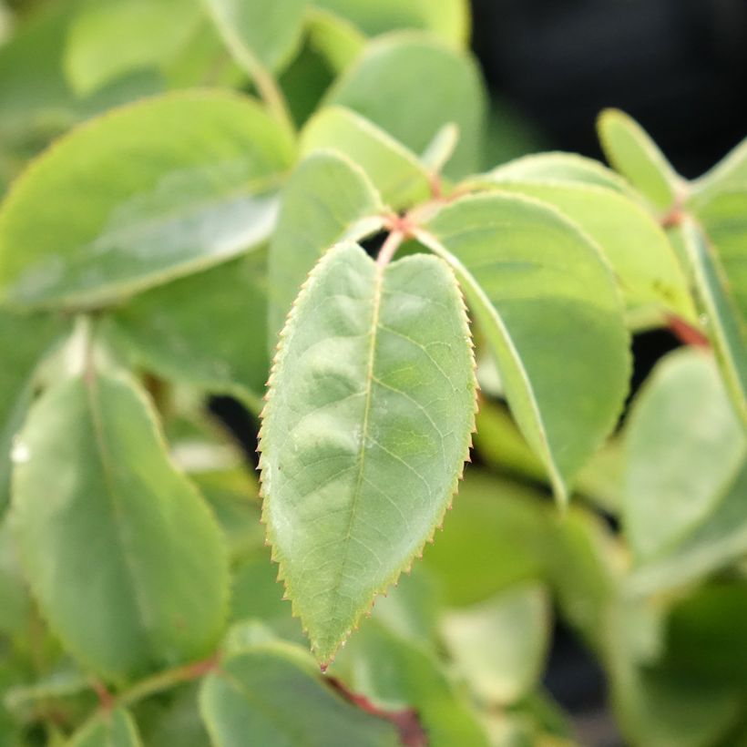 Rosa Perugino - Edelrose (Foliage)