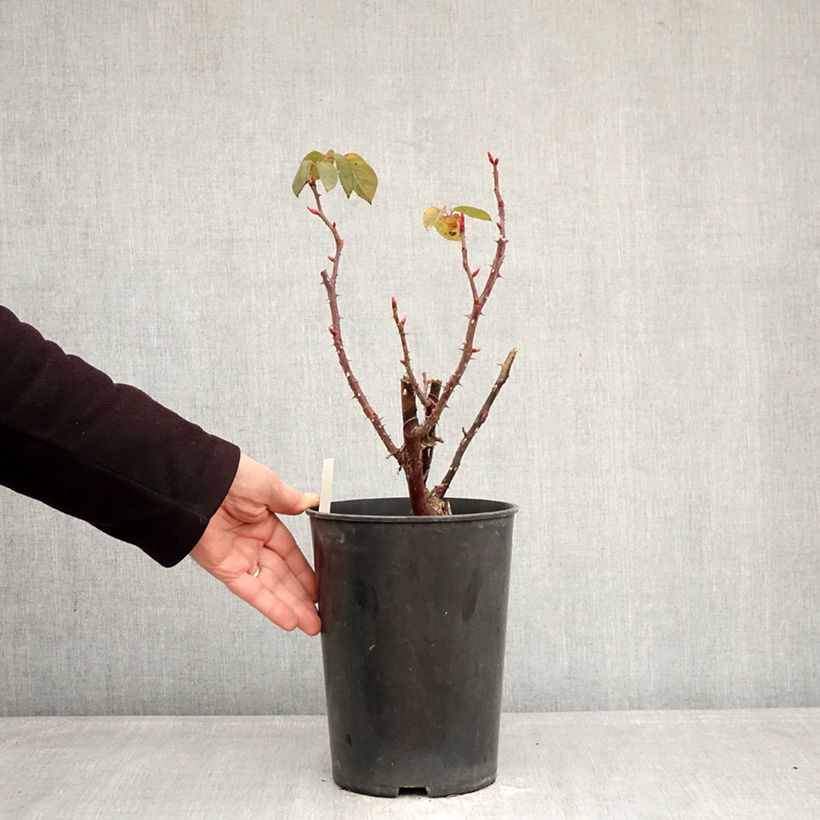 Example of Rosa Perugino - Edelrose Topf mit 4L/5L as you get in hiver