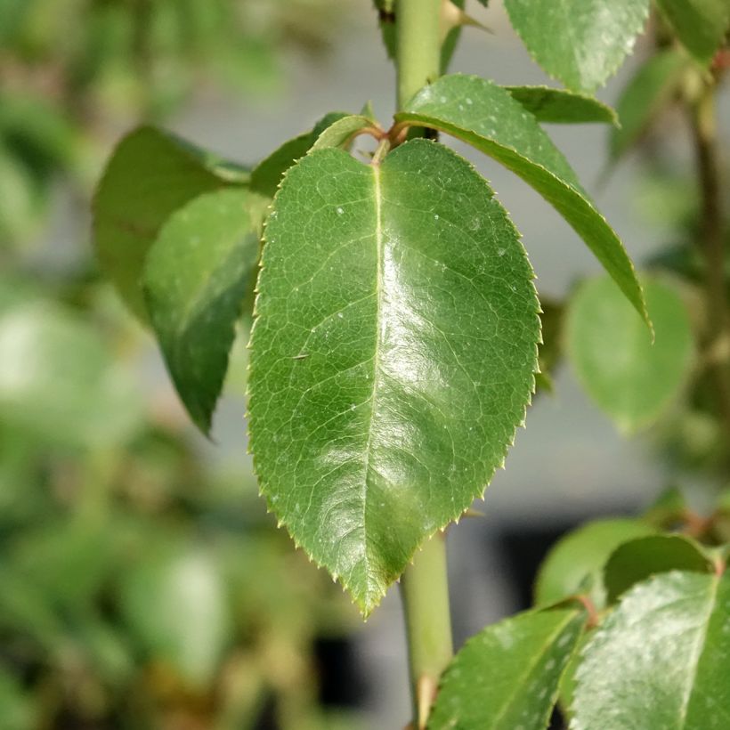 Rosa Pierre Arditi - Edelrose (Laub)