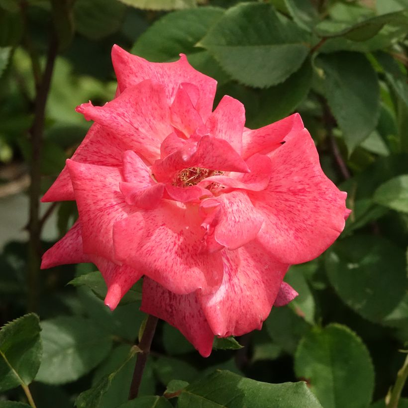 Rosa Pierre Cardin - Edelrose (Blüte)