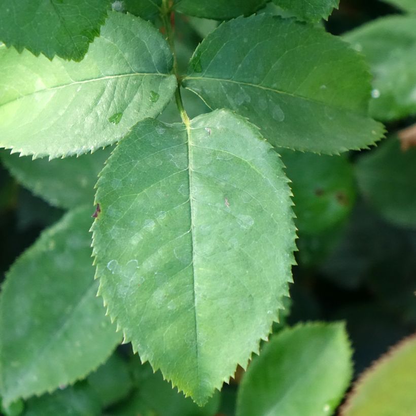 Rosa Pierre de Luxembourg - Edelrose (Foliage)