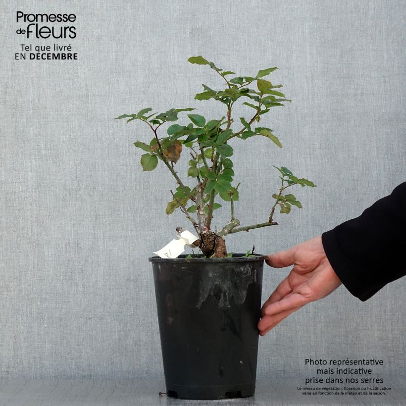 Exemplar von Rosier à grandes fleurs Pierre de Luxembourg Pot de 4L/5L wie im Herbst geliefert