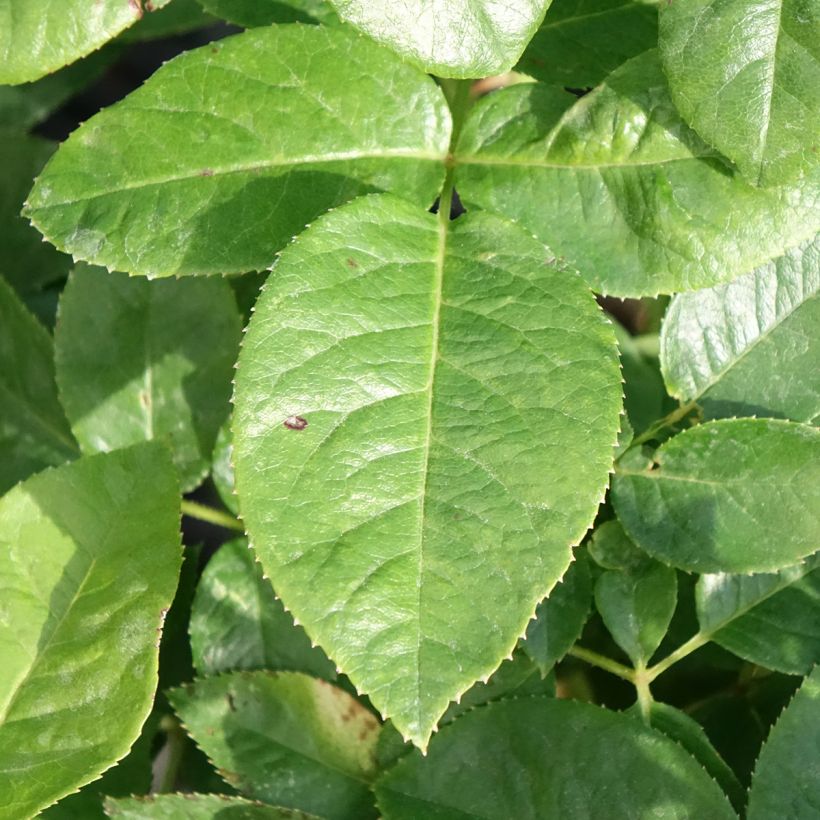 Rosa Pink Eureka - Edelrose (Foliage)