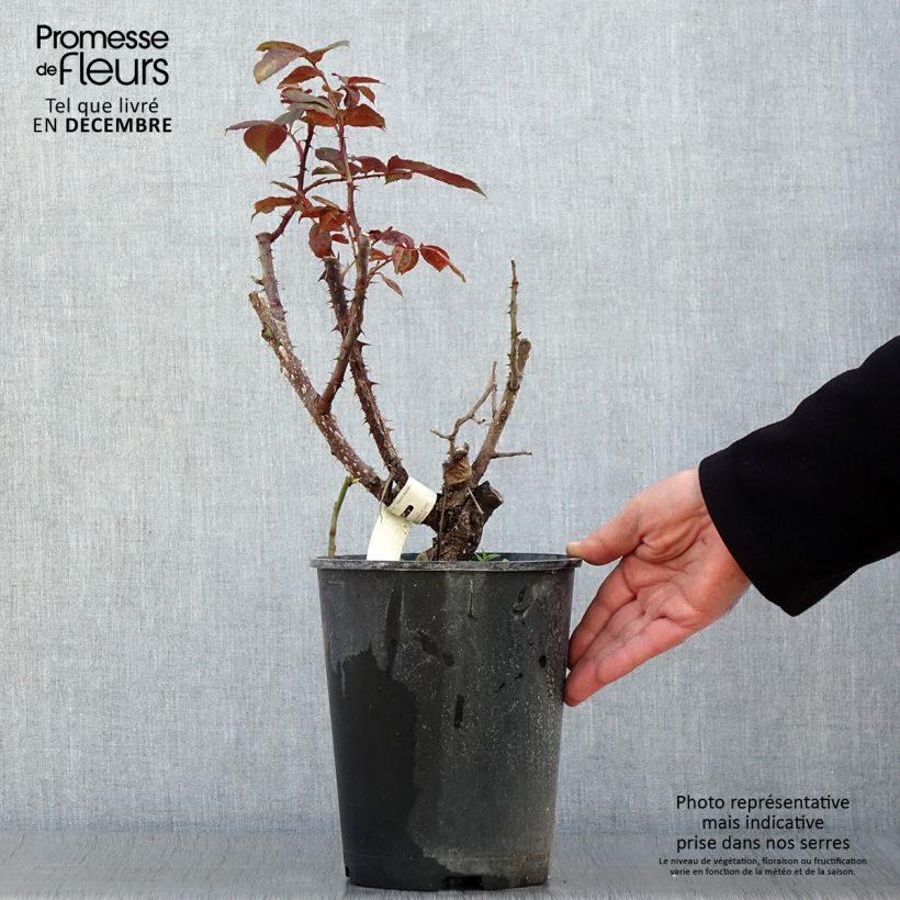 Exemplar von Rosa Poseidon - Edelrose Topf mit 4L/5L wie im Herbst geliefert
