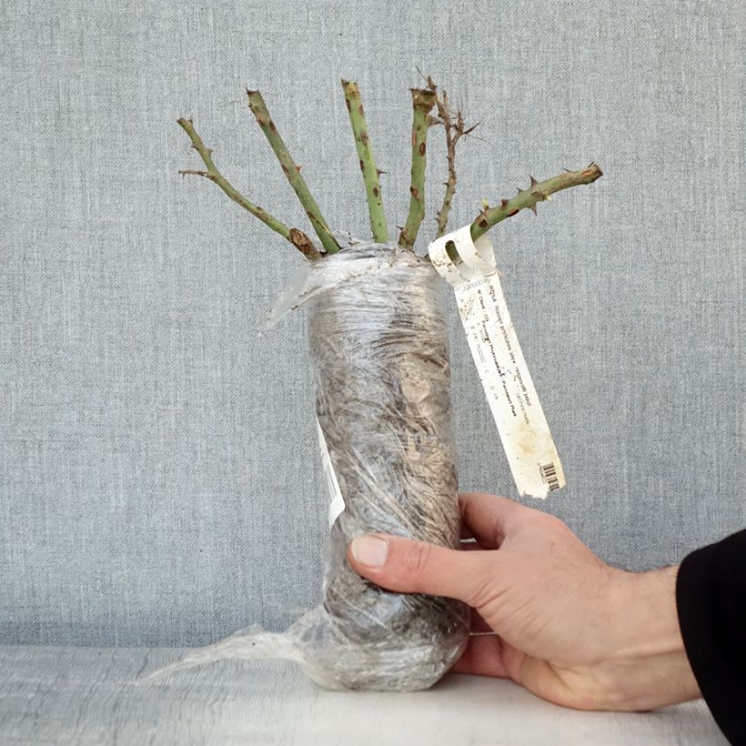 Example of Rosa Princesse Alexandra Renaissance - Edelrose Wurzelnackt in Beutel as you get in hiver