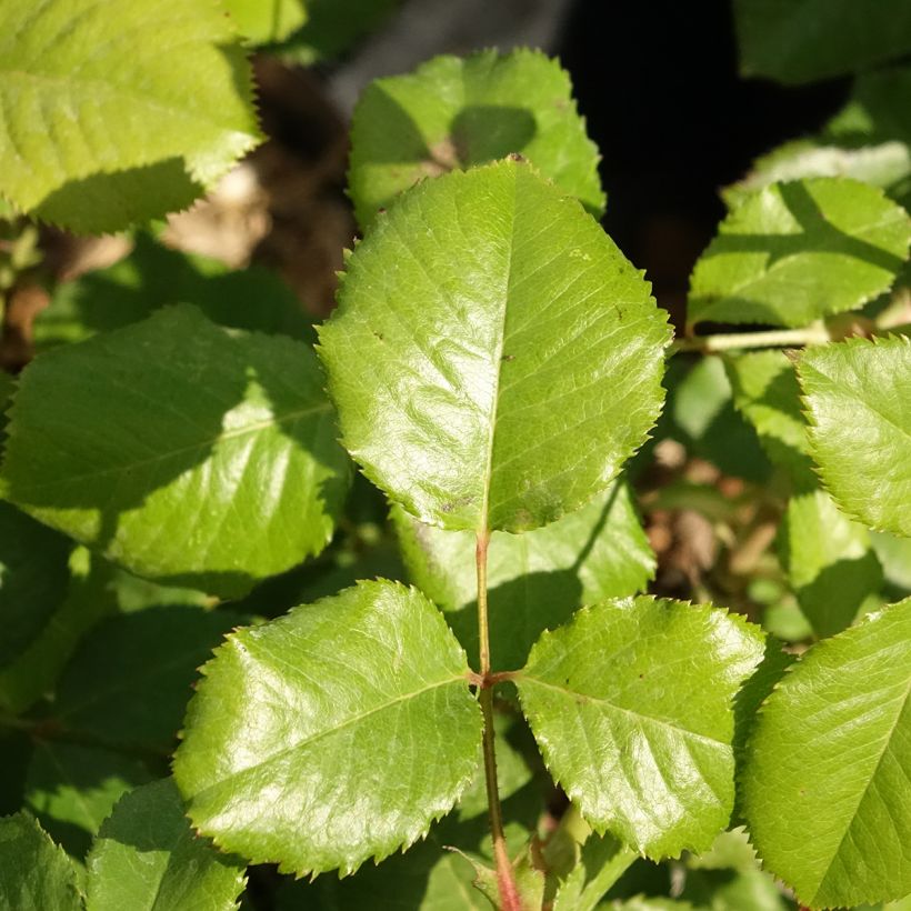 Rosa Princesse Alexandra Renaissance - Edelrose (Foliage)