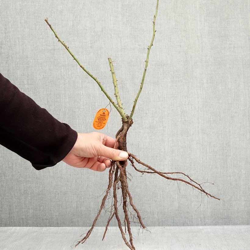 Example of Rosa Princesse Charlène de Monaco - Edelrose Wurzelnackt as you get in hiver