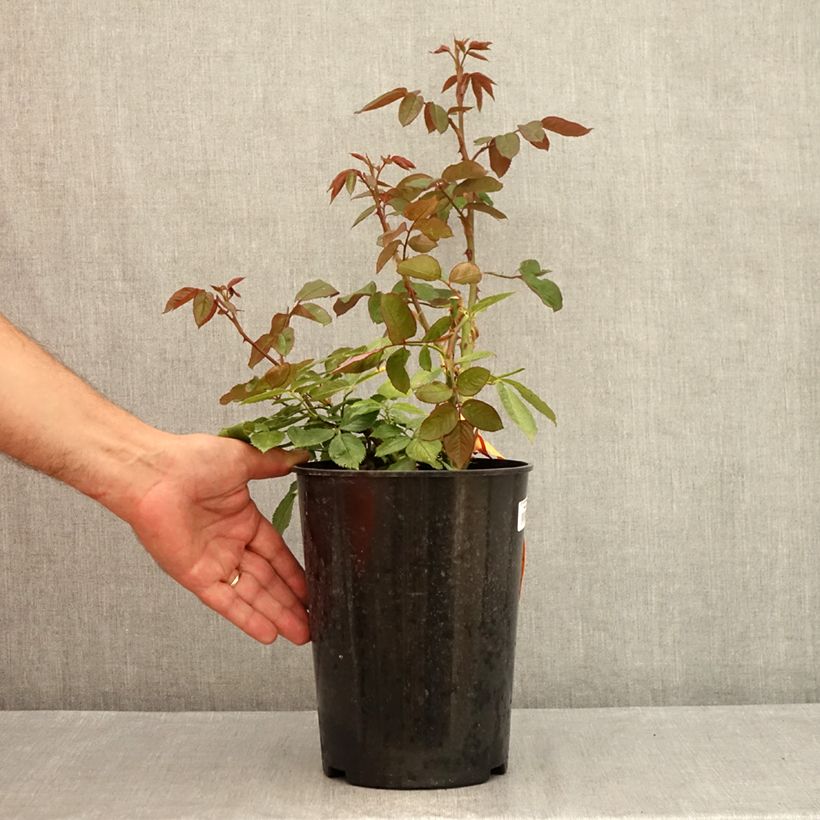 Example of Rosa Prinzessin von Monaco - Edelrose Topf mit 4L/5L as you get in ete