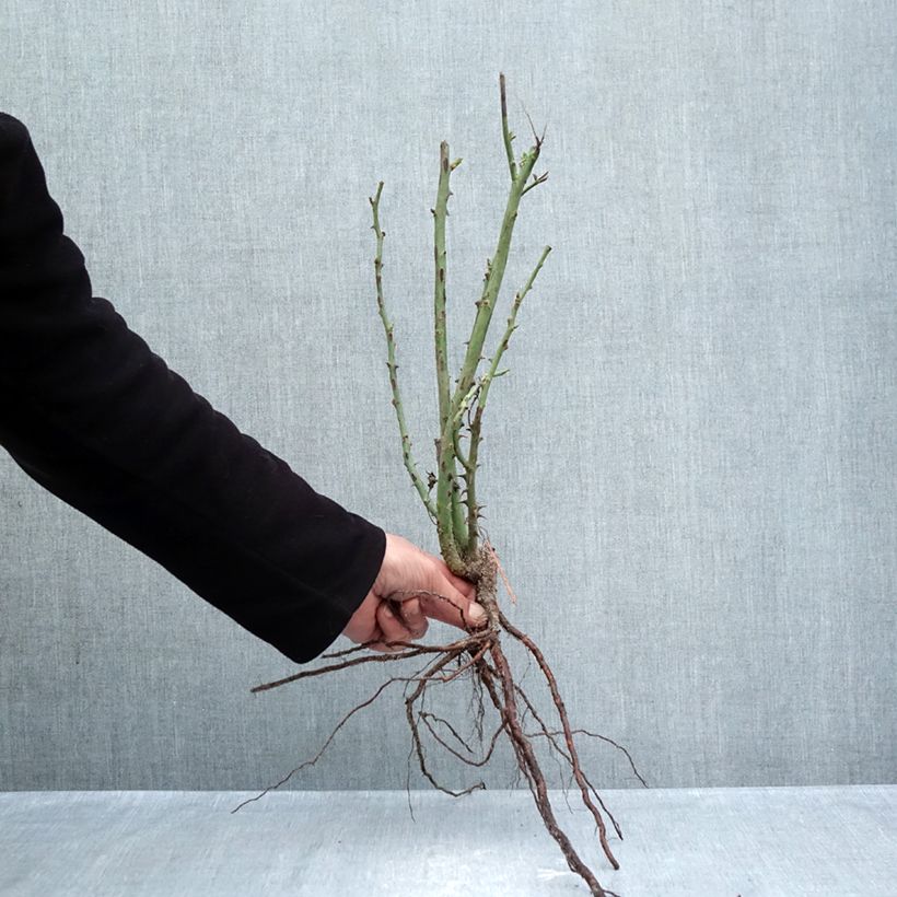 Example of Rosa Prinzessin von Monaco - Edelrose Wurzelnackt as you get in hiver