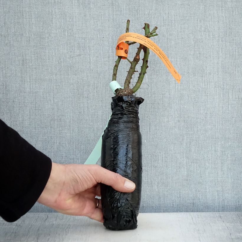 Example of Rosa Prinzessin von Monaco - Edelrose Wurzelnackt in Beutel as you get in hiver